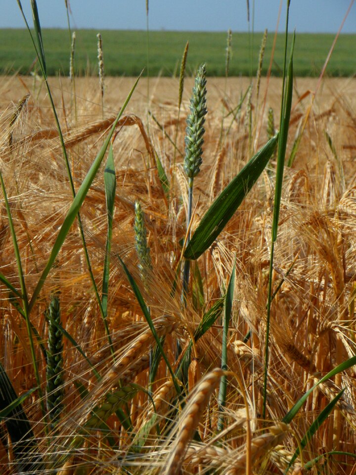 Agriculture summer barley