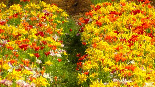 Color flora vibrant