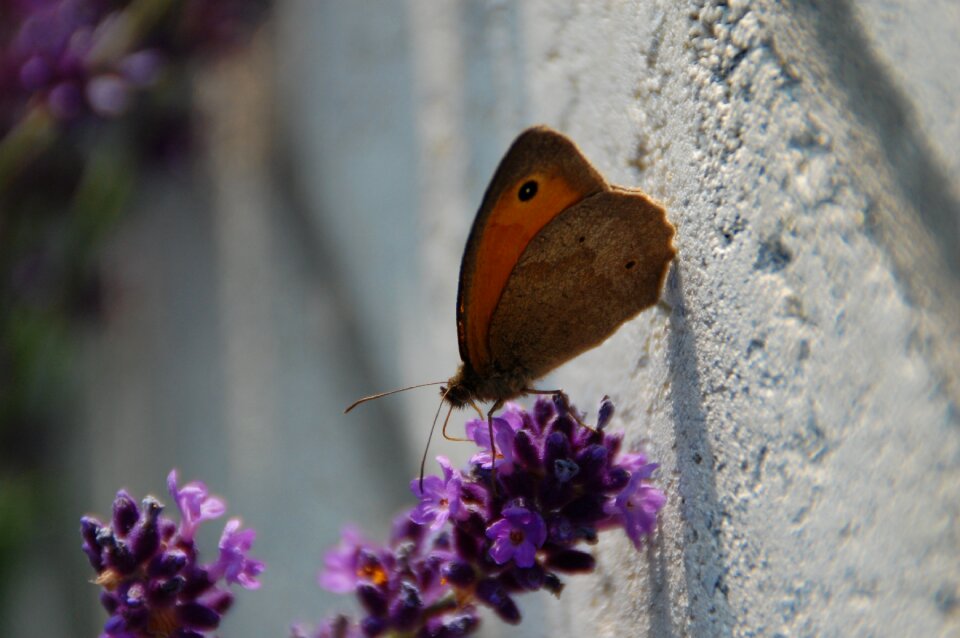 Nature insect garden