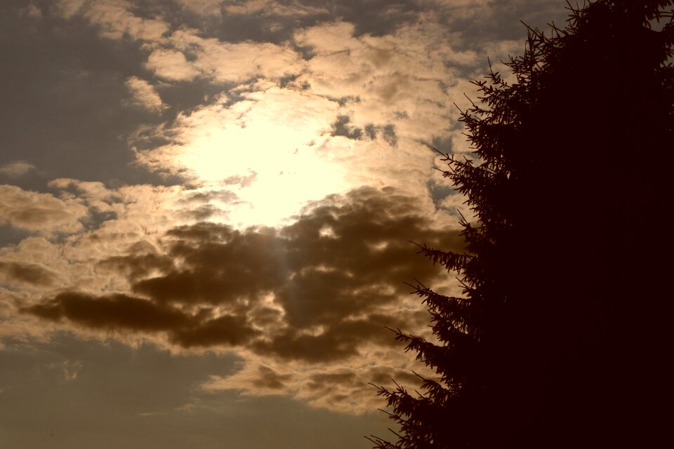 Afterglow trees evening sky