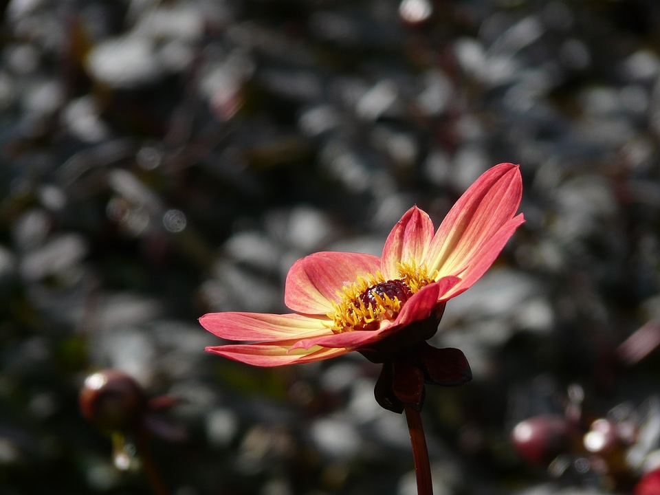 Flower blossom bloom