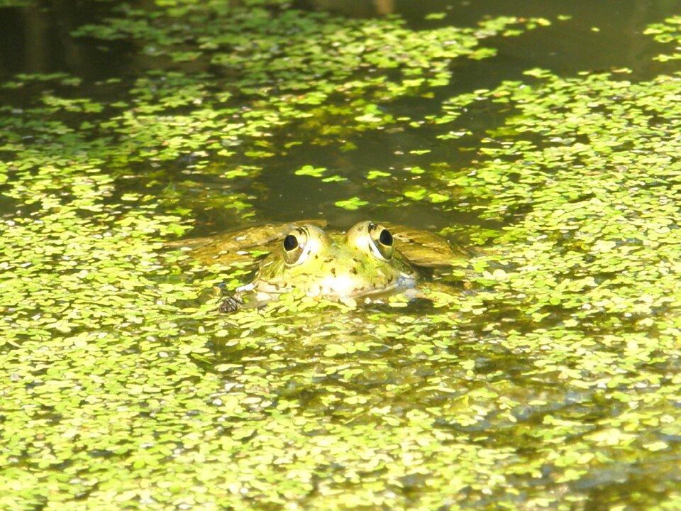 Green animals nature