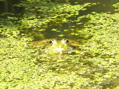 Green animals nature