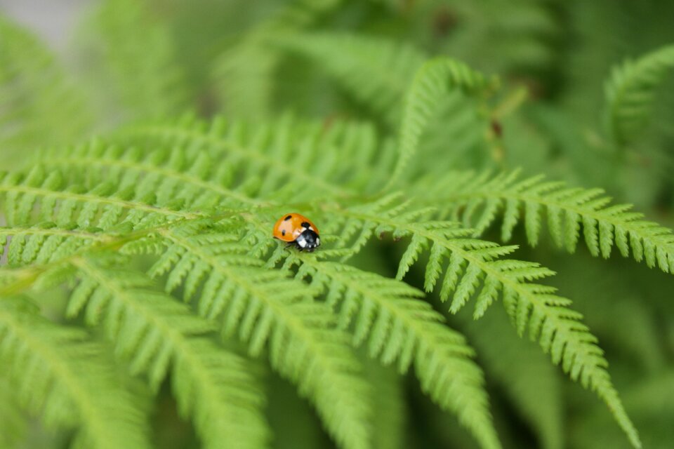 Ladybug insect bracken