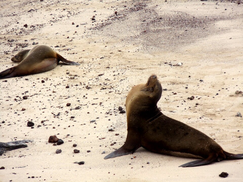 Galapagos islands ecuador