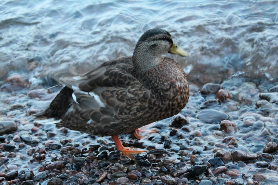 Mallard animals bird