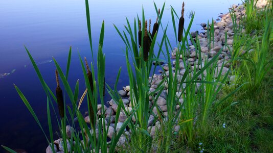 Bulrush typha brown flower