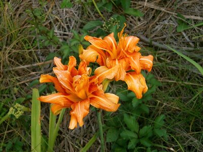 藪萱草 orange liliaceae photo