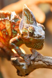 Detail dragon exotic