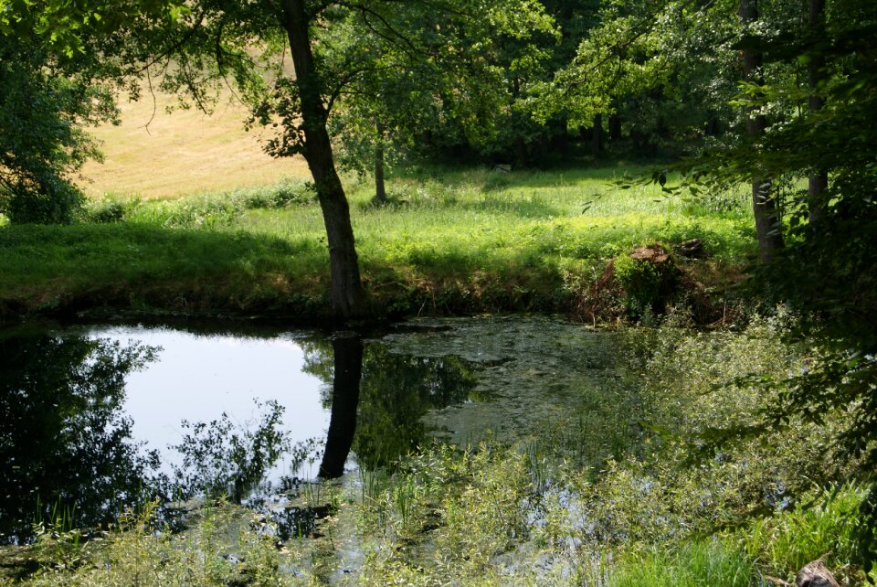 Lake idyll pond plant pond