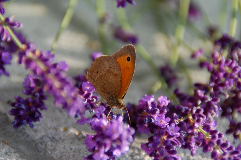 Nature insect garden