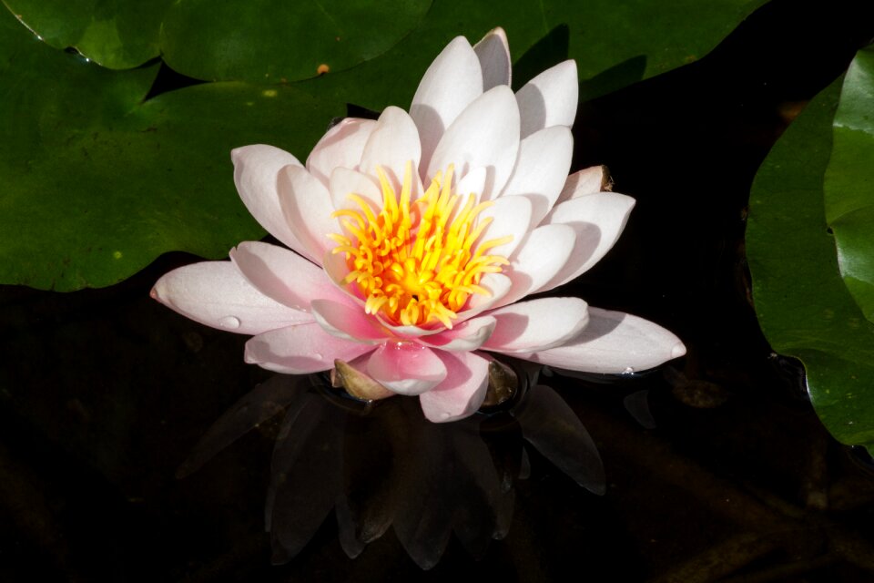 Aquatic plant petals white