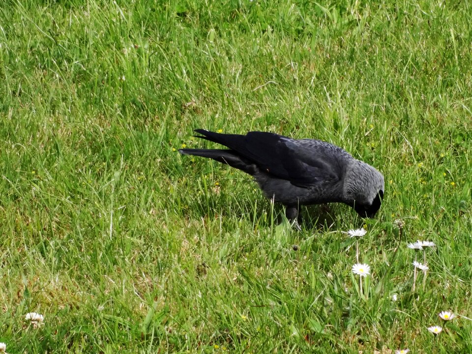 Grey raven bird foraging