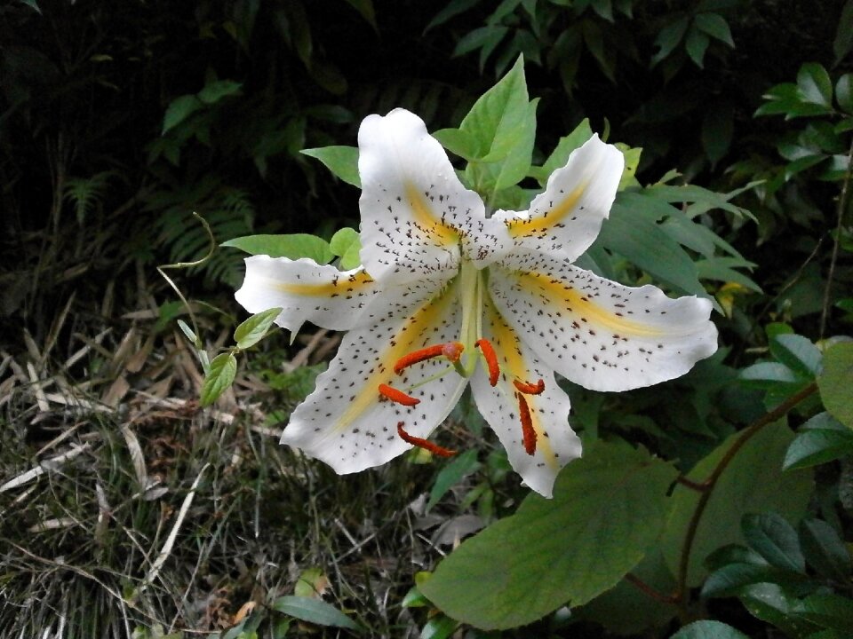 Yamayuri white lily lily of japan