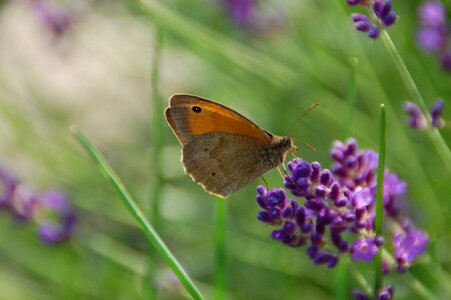 Nature insect garden