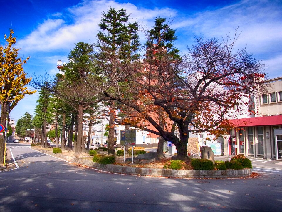 Street trees outside