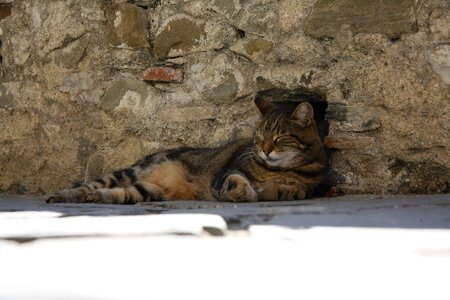 Cat sleep animal photo