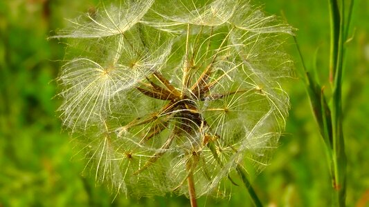 Meadow nature plant