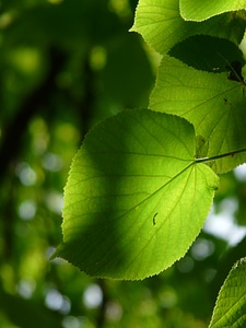 Lipovina foliage leaves