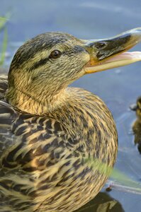 Duck nature animal
