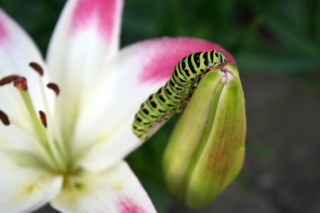 Lily distinction coloring