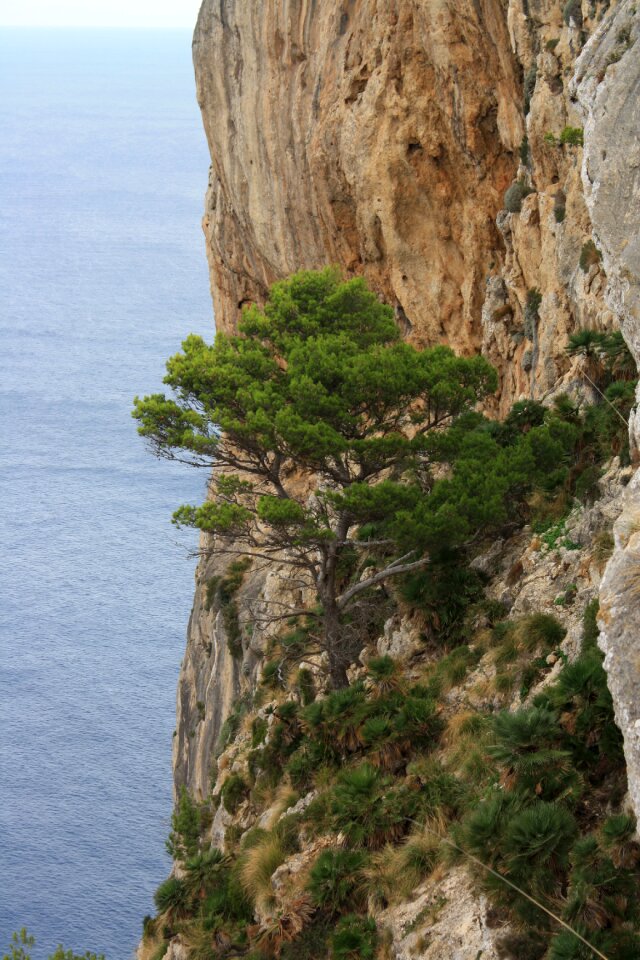 Sea blue water tree