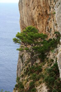 Sea blue water tree photo