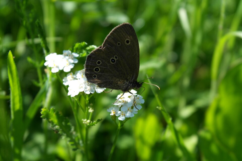 Butterfly detail wings