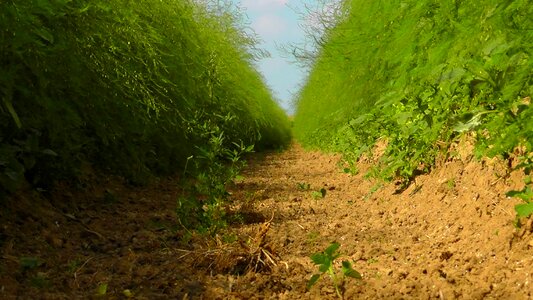 Fields away asparagus field
