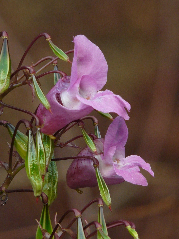 Bloom impatiens glandulifera indian springkraut