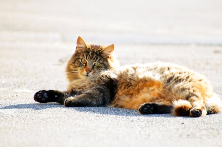 Beautiful brown carnivore