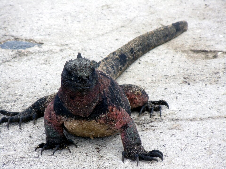 Close galapagos islands