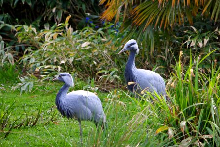 Bird animal nature