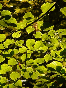Tree branch sunlight