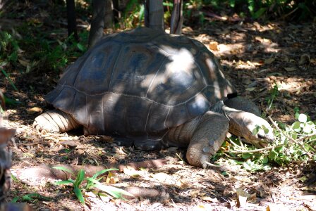 Zoo melbourne australia