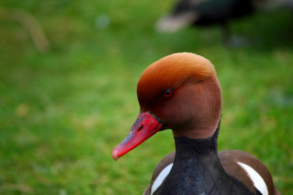 Bird portrait head photo