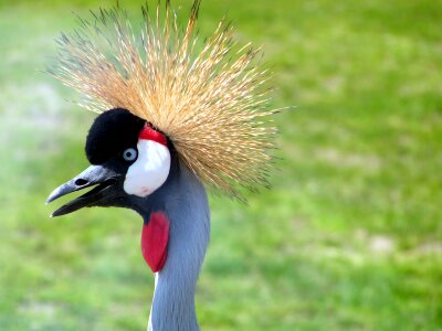 Spiky crane zoo photo