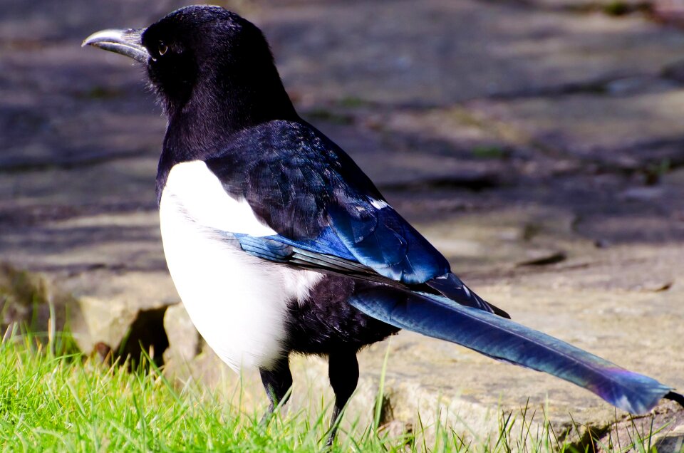 Birds champaign fowl