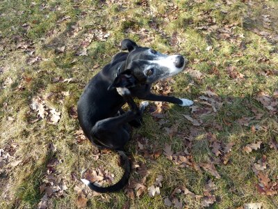 Galgo español spanish greyhound sighthound