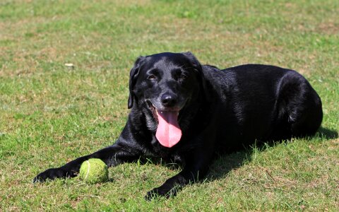 Canine pet animal