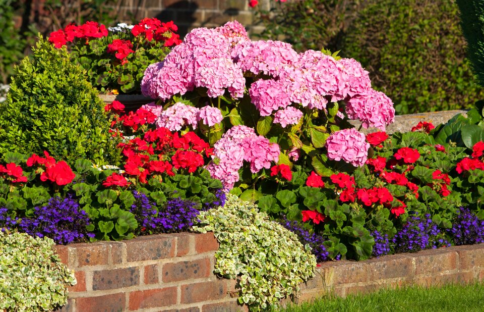 Hydrangeas hydrangea pink