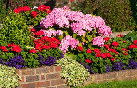 Hydrangeas hydrangea pink