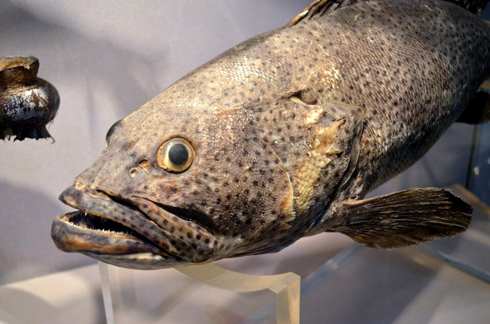 Animal taxidermy display