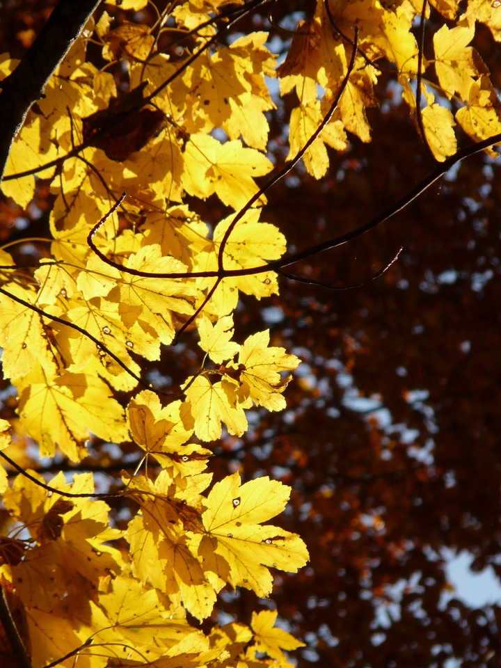 Acer deciduous tree golden autumn photo