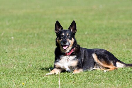 Canine pet animal