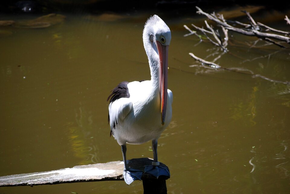 Lake australia nature