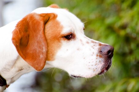Brown white canine