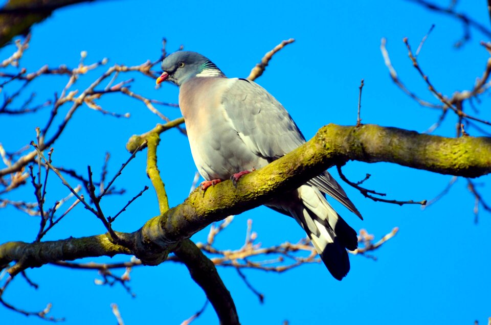 Avian beak beautiful