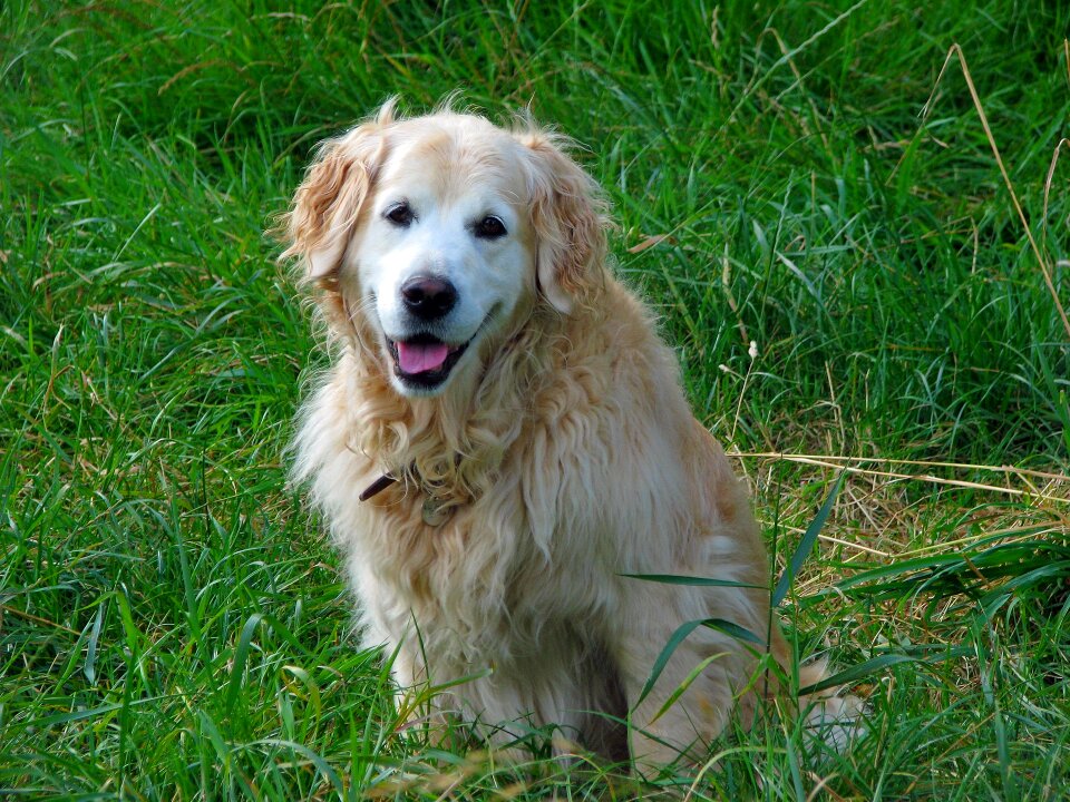 Canine pet animal