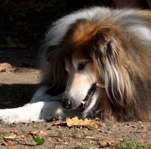 Stick close-up dog